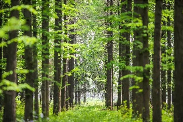 夏天家里蚊子多教你一招不用蚊香,很多人不懂蚊子怕什么