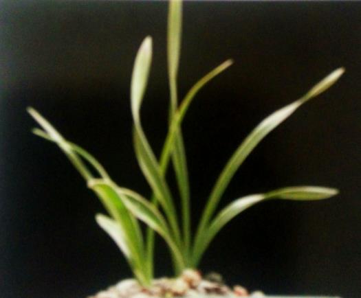 蕙兰有哪些容易开花的品种,蕙兰绿牡丹与老朵云差异