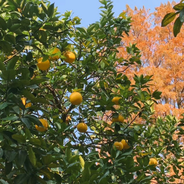 什么是抗链球菌溶血素,抗链球菌溶血素oaso增高挂哪个科
