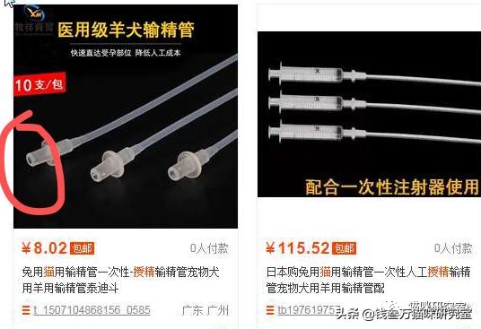 猫的人工授精V2.0|技术改进，增加实操反馈