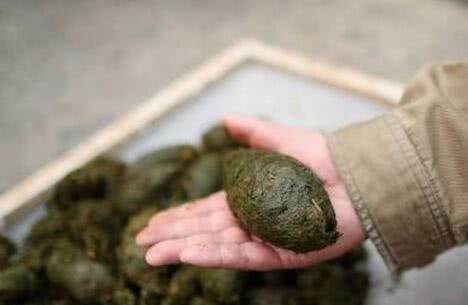 最贵的咖啡猫屎咖啡,最贵猫屎咖啡10万