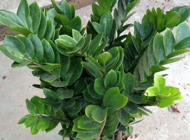 养金钱树做好5点,植株不停窜新芽,金钱叶一串串,油绿又繁茂