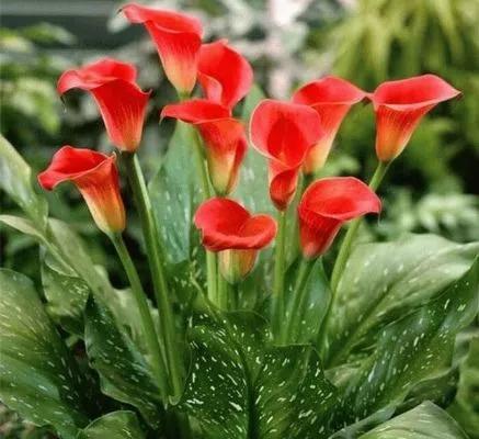 马蹄莲根茎培育技术,马蹄莲培育基地