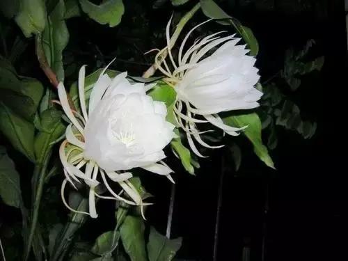 动物与植物有哪些成语故事,哪些成语与植物行为有关