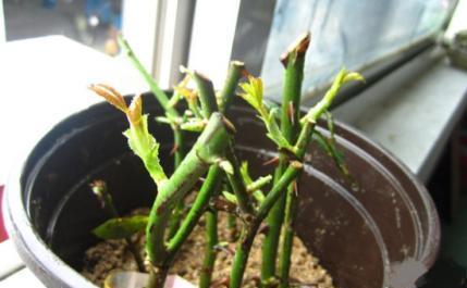 怎么养绿萝爆盆又不长藤求回答,养绿萝最正确的方法