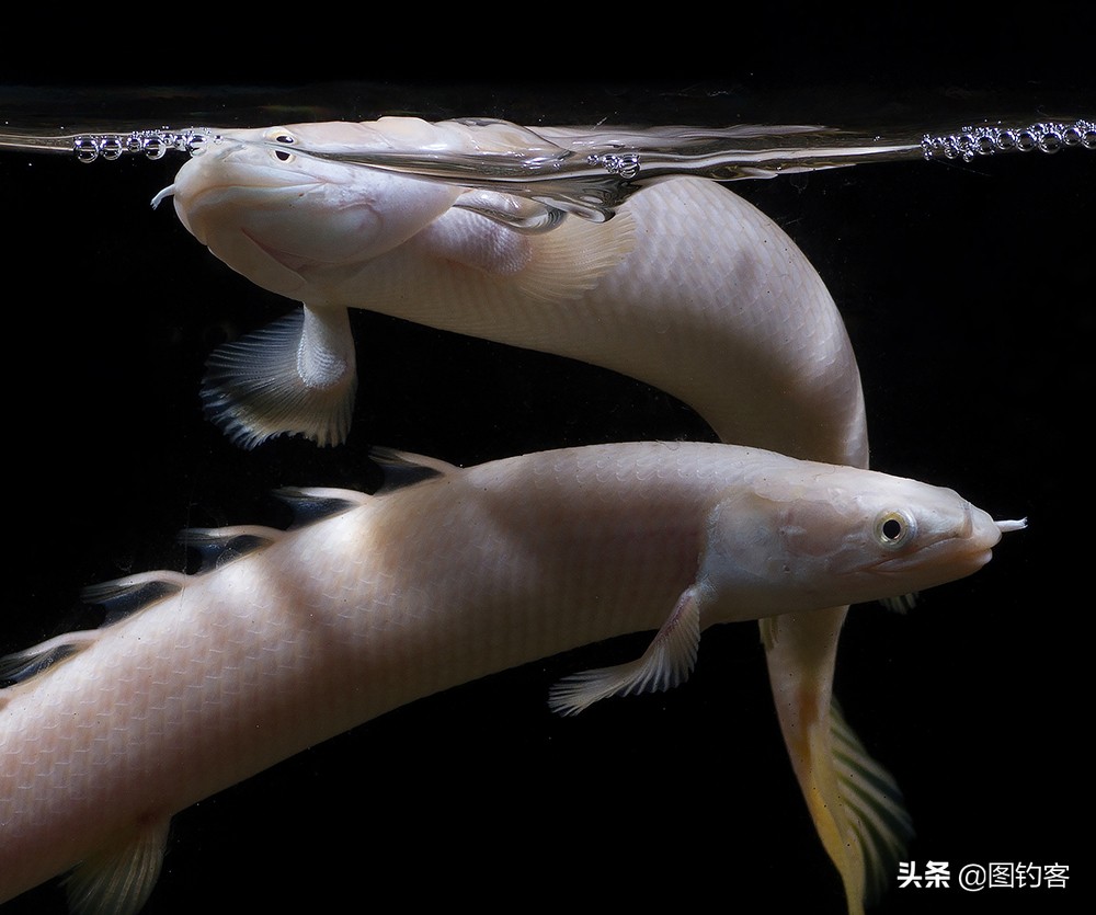 巨骨舌鱼的好奇心有多强,巴西巨骨舌鱼却濒临灭绝为什么