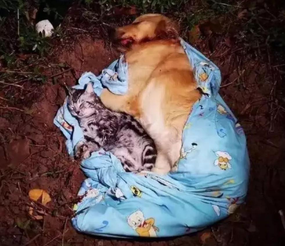 丢掉女朋友养了2年的猫,女朋友要求丢掉养了3年的猫