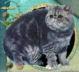 怎么区分加菲猫的品种,纯种加菲猫应该是什么颜色