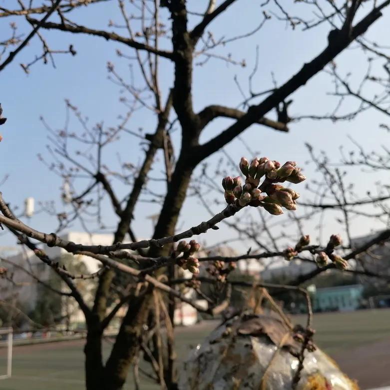 成都市双流区胜利幼儿园主题活动,天府新区幼儿园活动