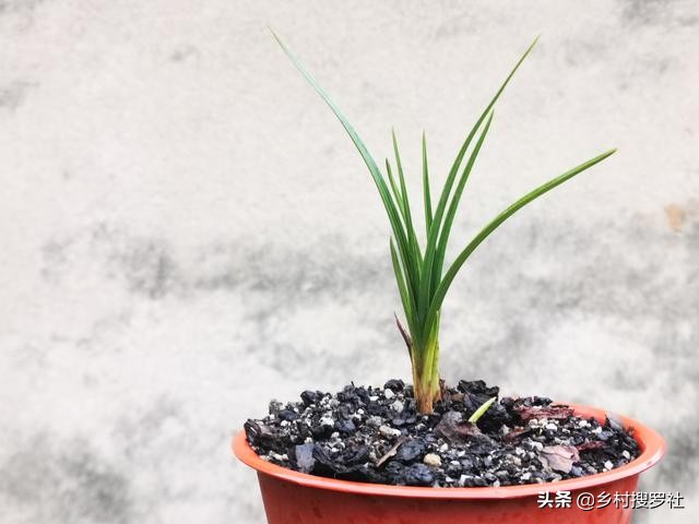 兰花冬天冻苗怎么养,兰花幼苗过冬注意事项