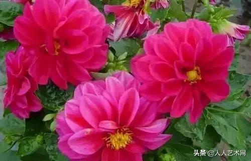 全国56市市花太美了的视频,中国56市市花图片