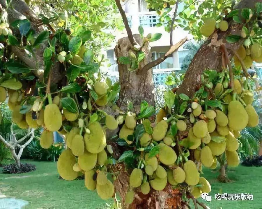 西双版纳这些奇特的水果,作为吃货的你都吃过哪些