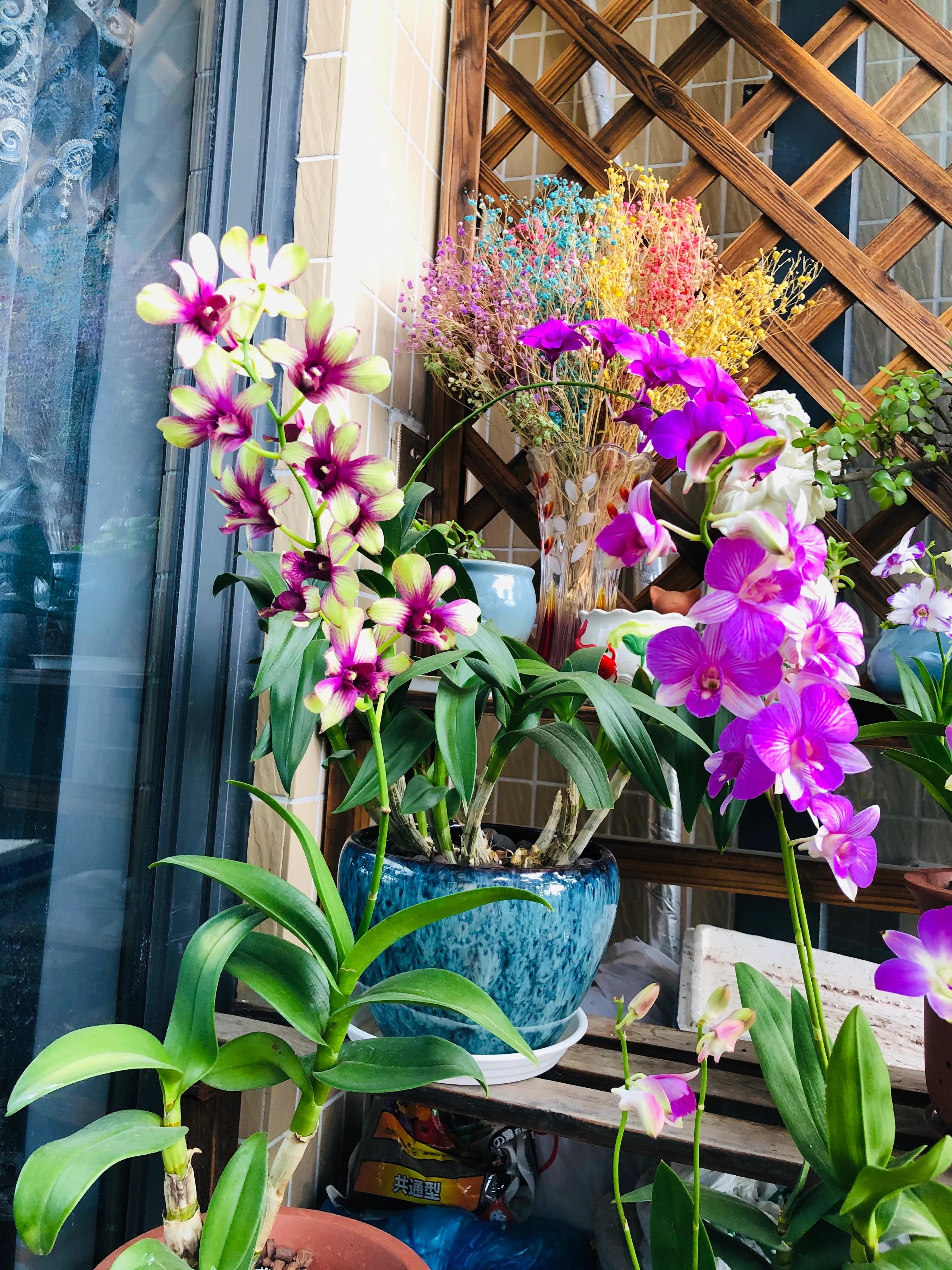 蝴蝶石斛兰怎么养,盆栽里长得像蝴蝶花的是什么花