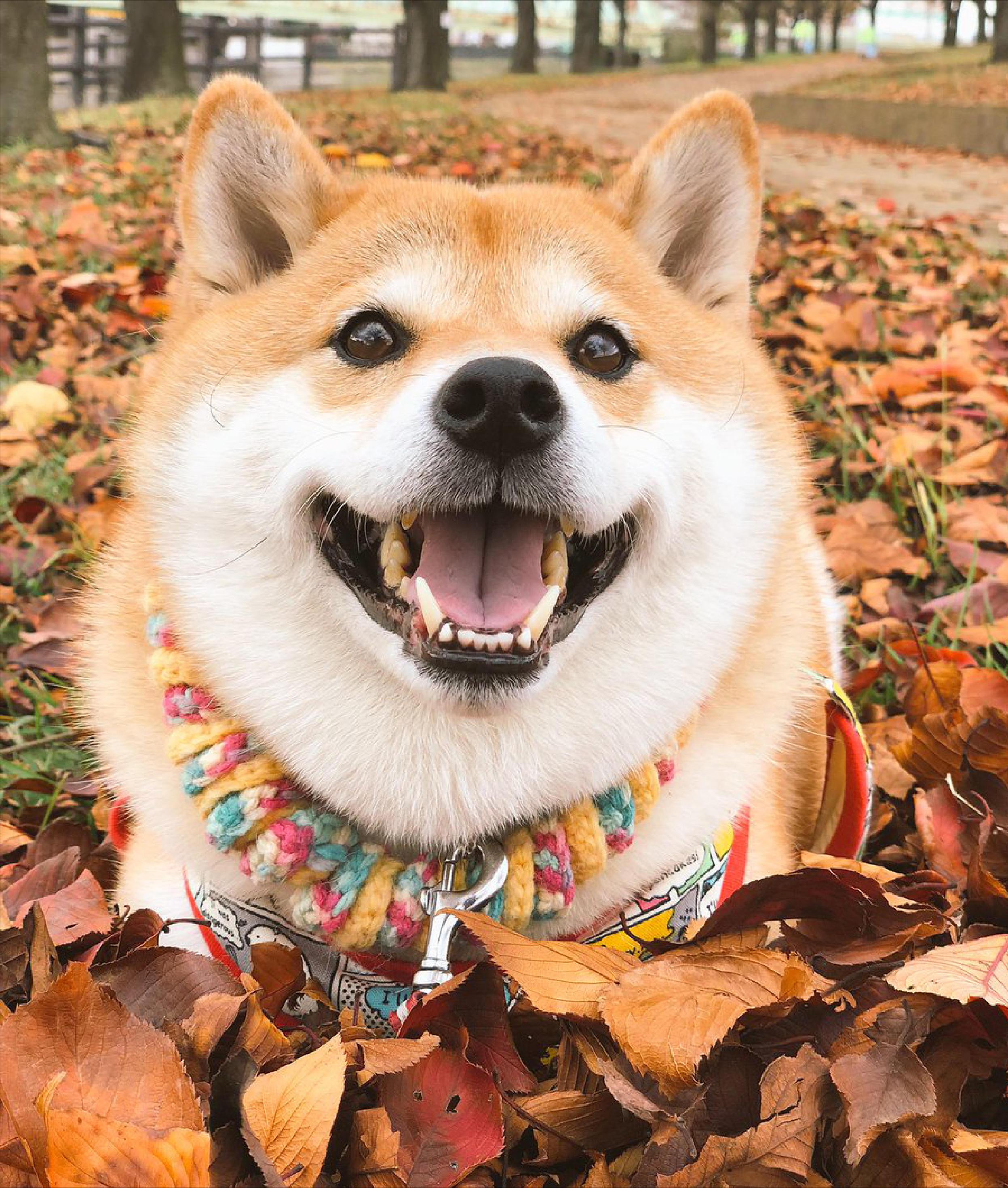 怎样养好狗养狗要注意什么,新手养狗狗该怎么养