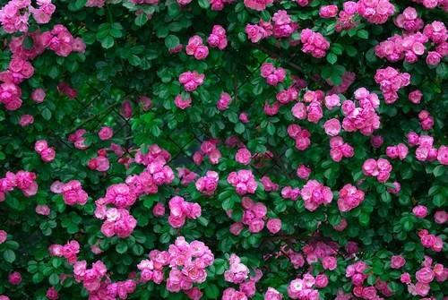 4种爬墙花值得养,家里养的爬墙花哪种最好养