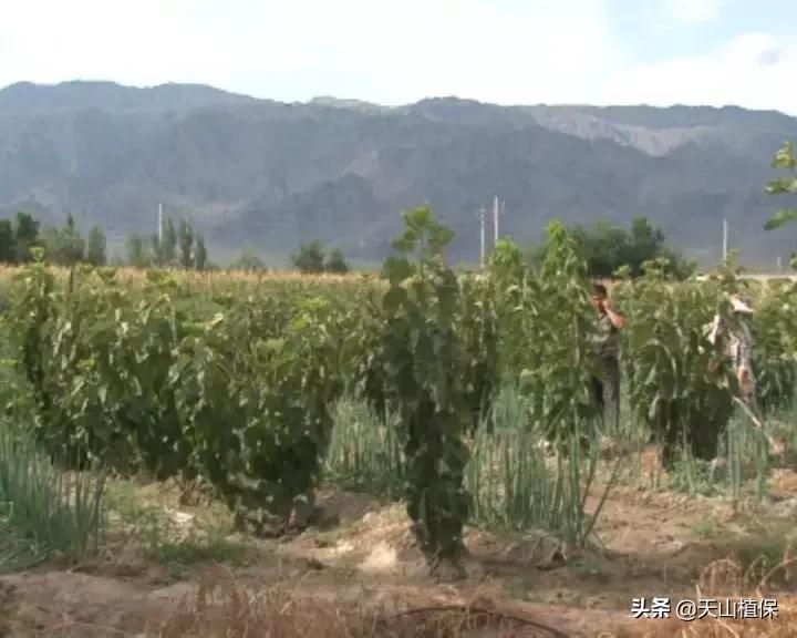 九十一团：发展榛子种植，职工增收信心足