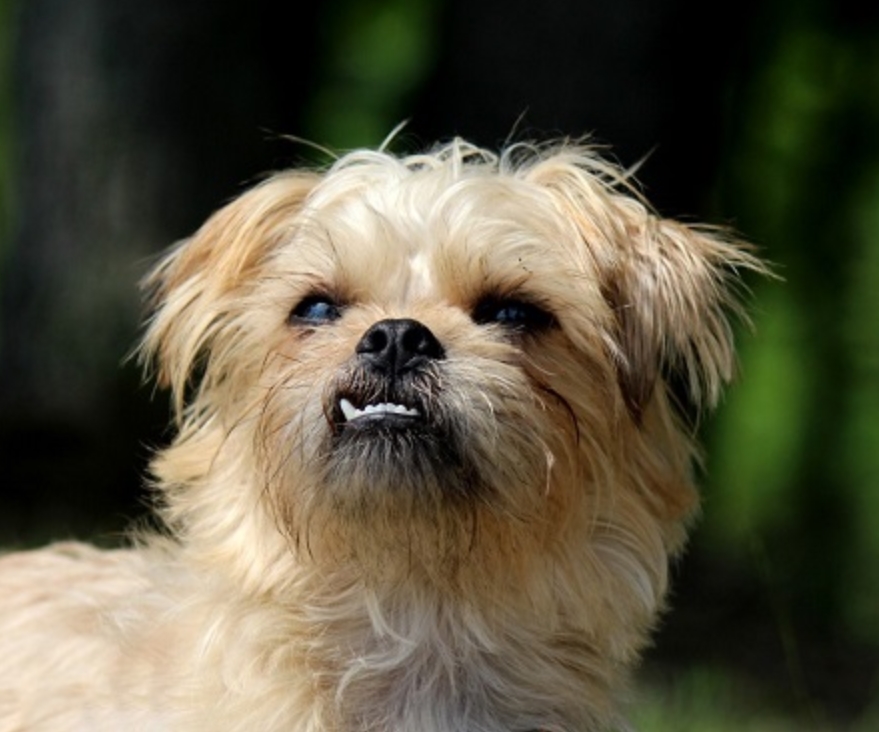 适合老年人养的狗排行榜,适合老人养的狗好养活的品种