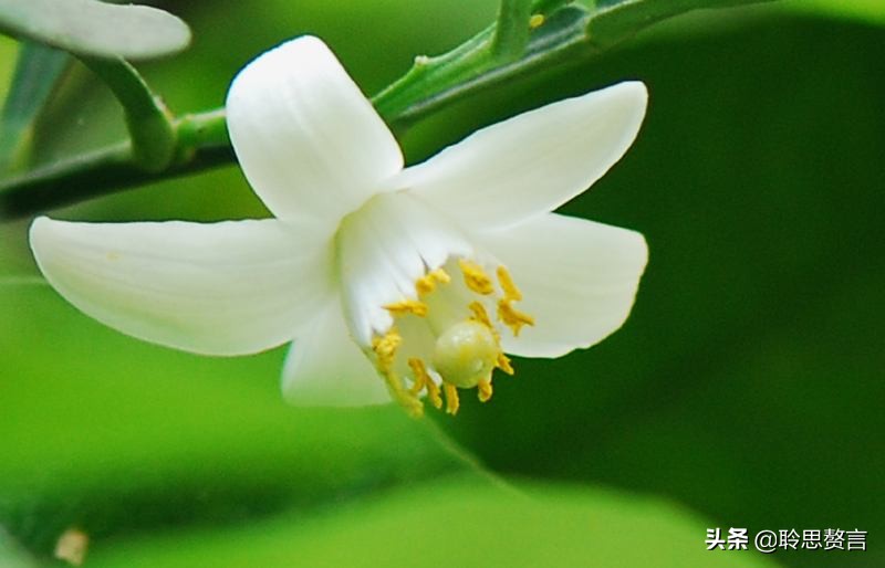 橘柚花诗词精选一十八首蓼岸风多橘柚香，堪怜堪爱还堪惜