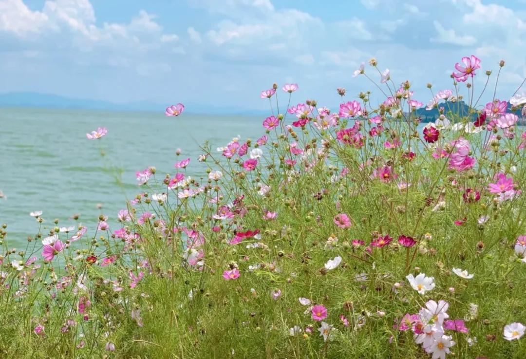 滇池边绝美花海,滇池南岸花海