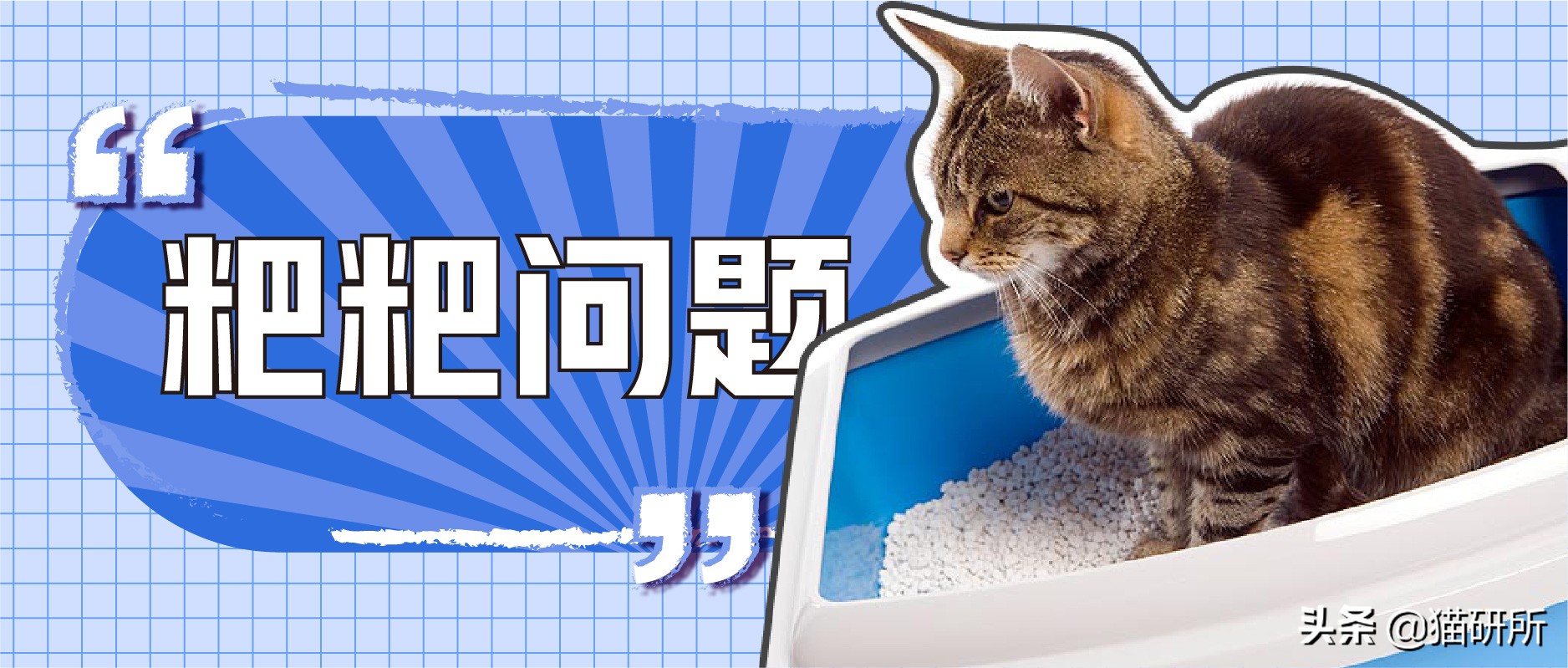 猫咪便秘快速通便10秒见效,怎么解决猫咪便秘