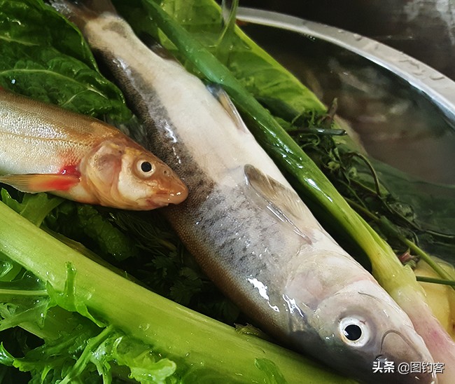 金沙江上游的江鱼有哪些,金沙江上游都有哪些鱼种