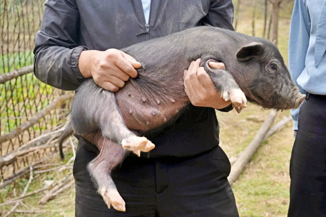硬核!央视《味道》拍摄在腾冲完美收官!