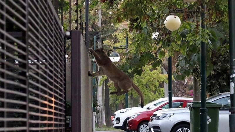 豆瓣9.4的神级纪录片动物,bbc纪录片中国野生动物