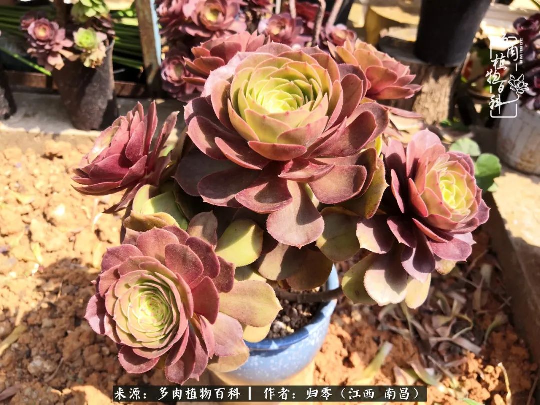 人生转个弯，在小院遇见落入凡间的多肉小精灵