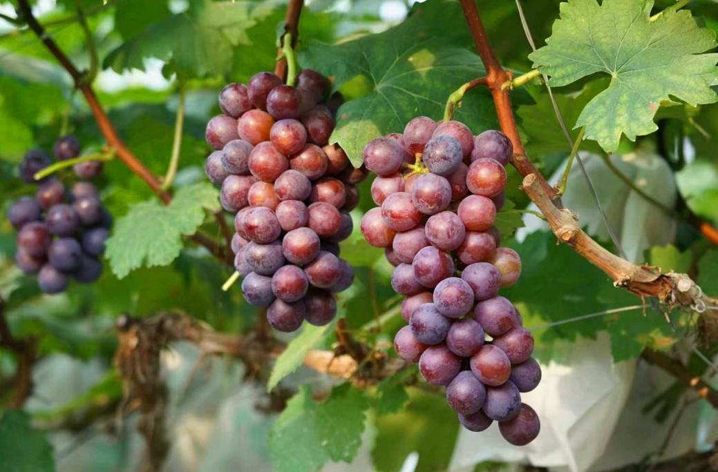 洗葡萄用盐水洗吗,葡萄怎么洗才能去除虫卵