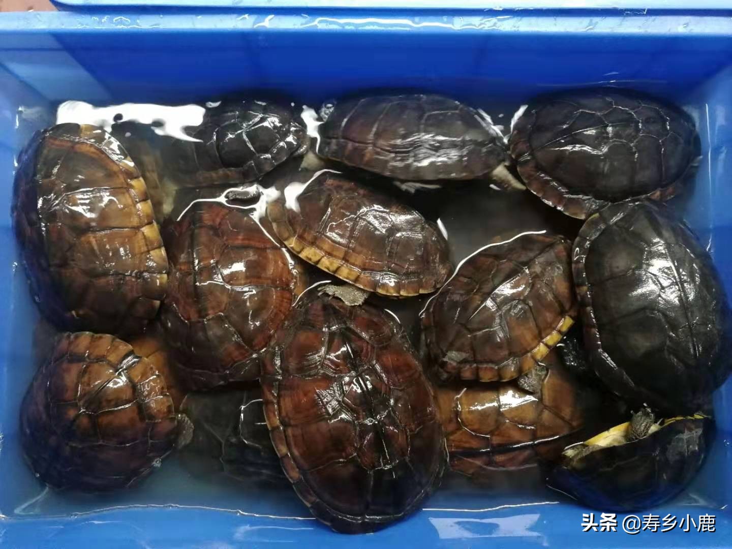 石金钱龟的冬眠时间是多长,石金钱龟冬眠需要干养还是水养