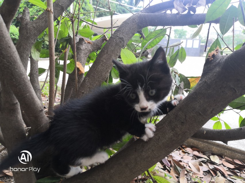 猫宠物推荐,猫宠物视频大全搞笑