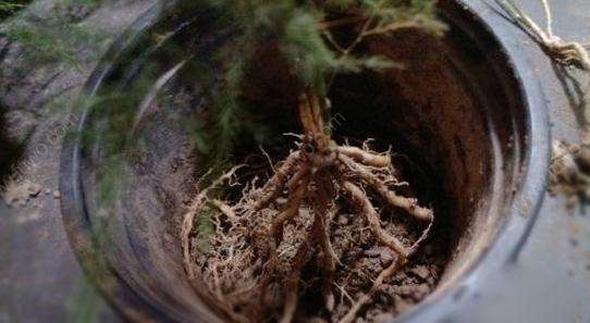 想让文竹长新芽,文竹怎么才能多发新芽