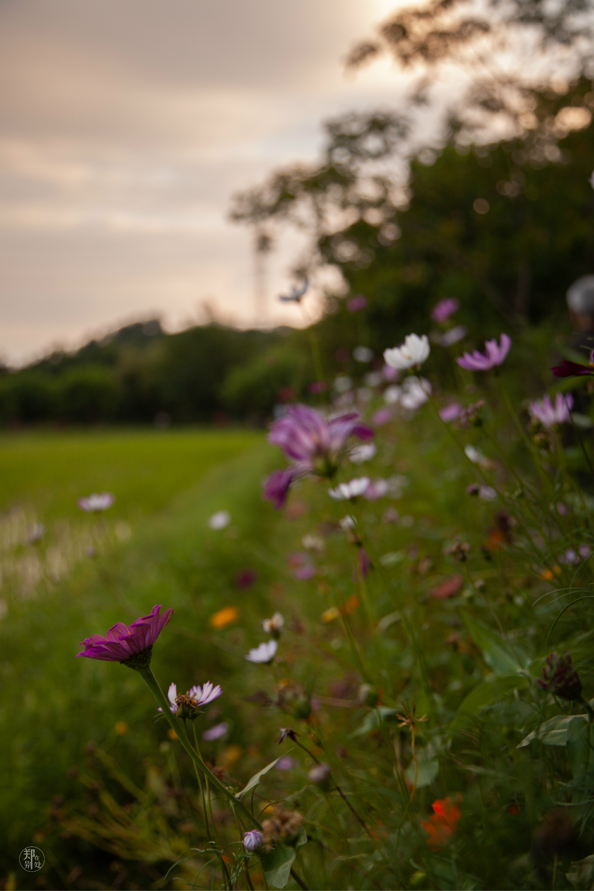 坐公交游杭州几路最好,杭州87路公交沿路风景
