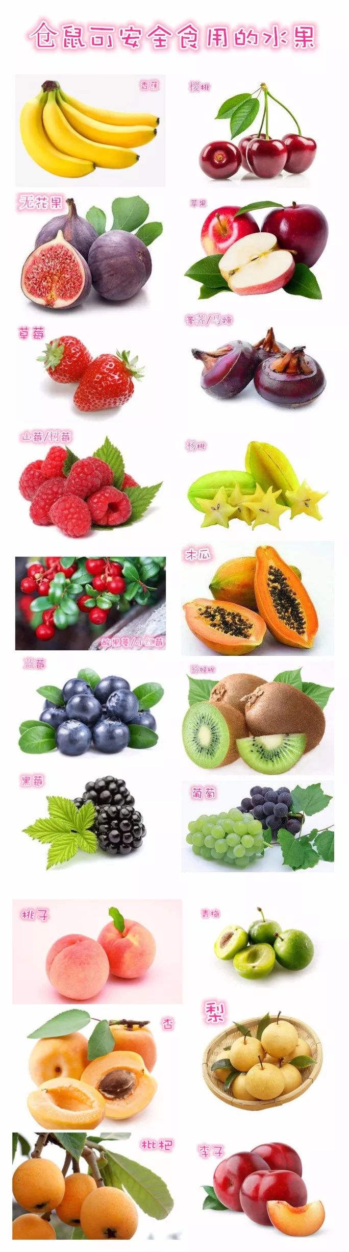 仓鼠要注意什么饮食,仓鼠饲养吃啥好养活一点