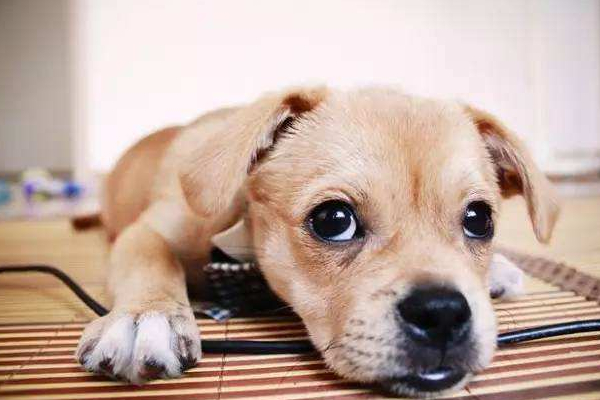 狗狗产后营养不足,狗狗产后不能吃什么