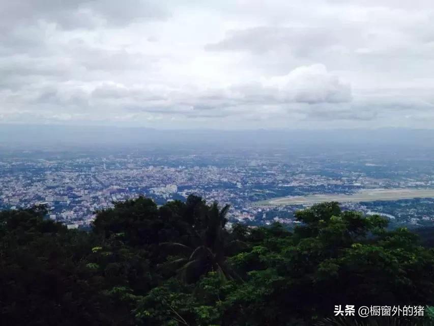泰北玫瑰的英文,泰北玫瑰图片