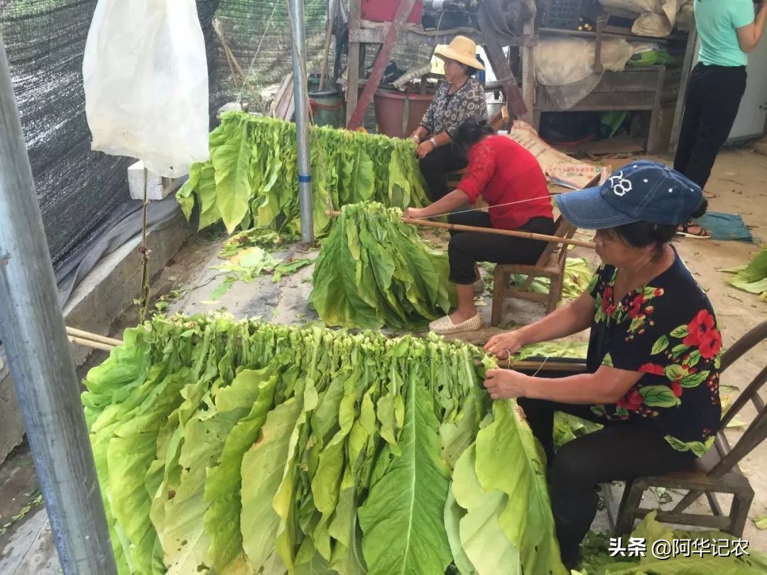 怎么样烘烤烟叶视频,怎样烘烤中部烟叶