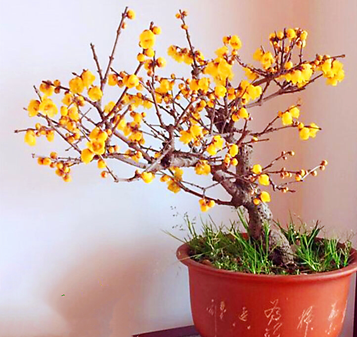 腊梅迎春绽放满园幽香扑鼻,腊梅花香清香扑鼻