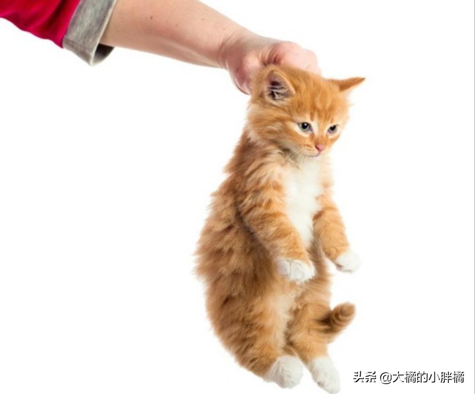 抓猫时不能犯的4个错误，一定要考虑猫咪的感受，你这样抓过吗？