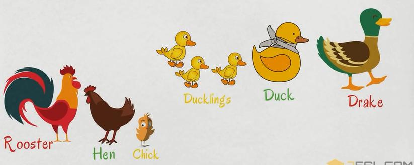 常见动物英语词汇大全,英语常见词汇大全表