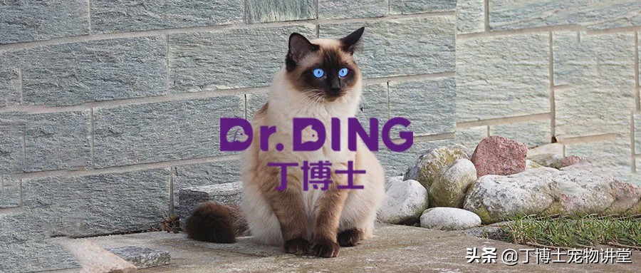 人犬共患疾病症状,人感染猫癣的初期症状怎么治疗