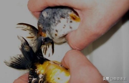 金鱼繁殖技术和饲养方法,兰寿金鱼繁殖几月份繁殖