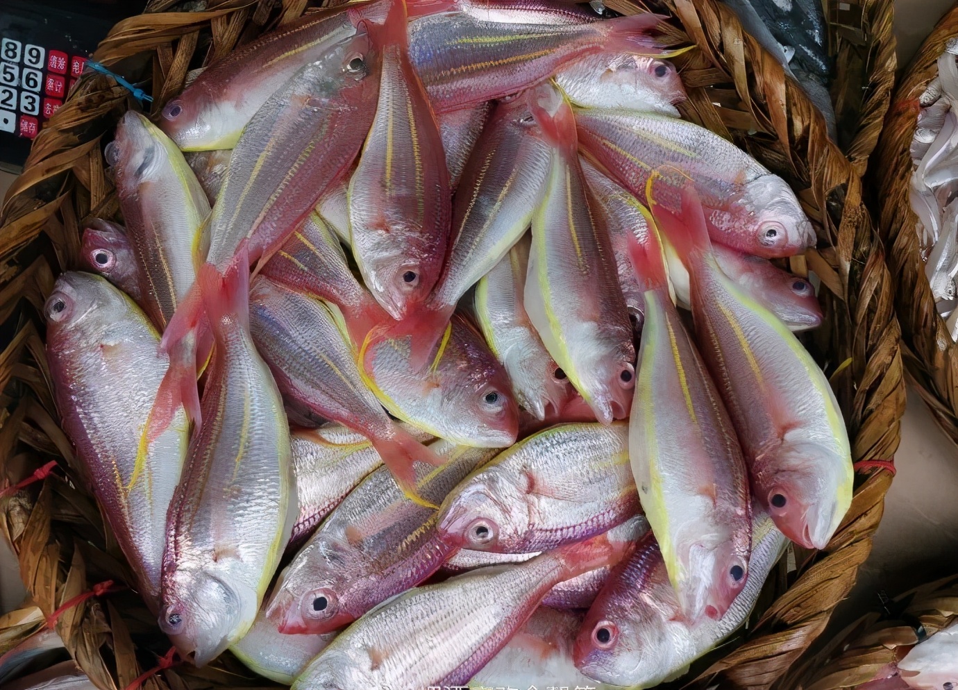 开海季都有什么海鲜,开海了这些生猛海鲜