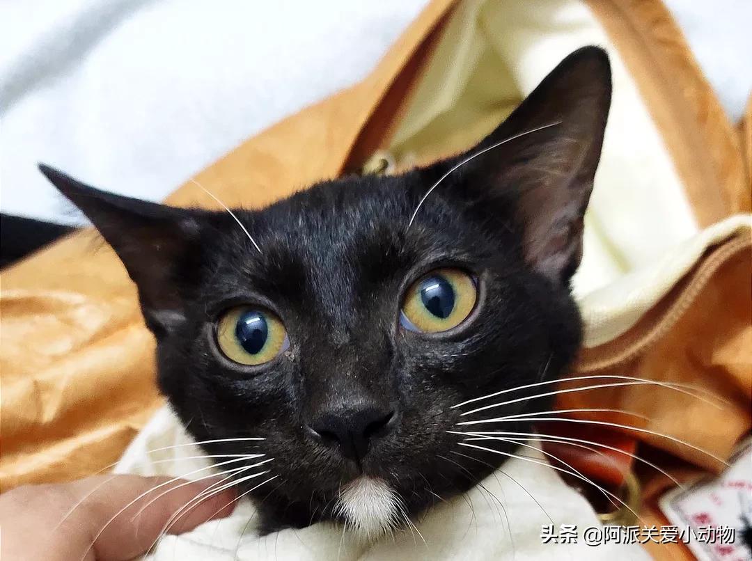 盖雪:信女愿一生荤素搭配,祈望这只拆家啊不,旺家猫找到新家