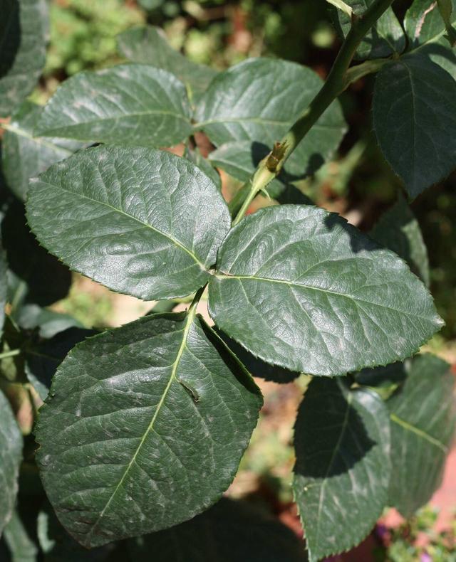 养花怎么能让叶子油绿,月季叶绿怎么养