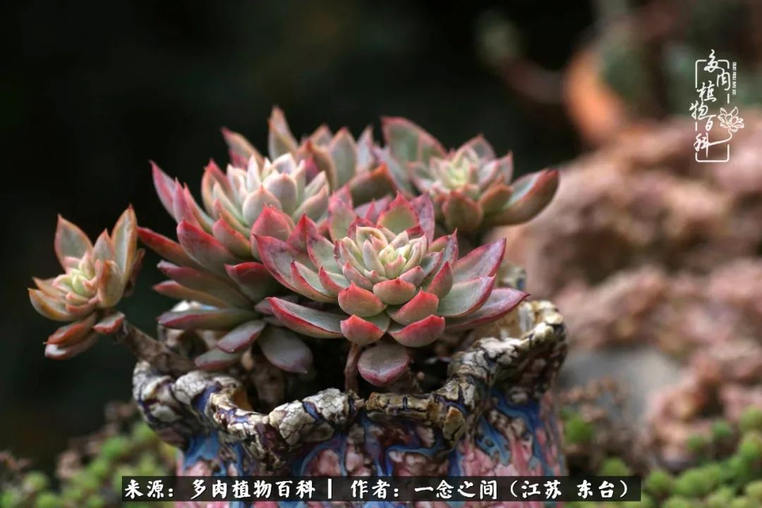 一见多肉误终生,一见多肉误终生从此入了养花坑