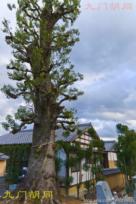 京都大德寺的庭院,织田信长墓地图片大全