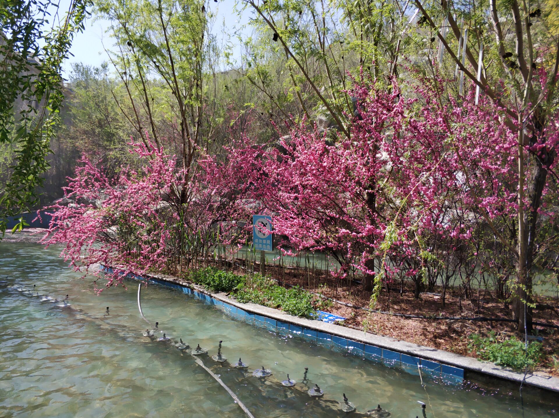 乌鲁木齐居然有这么漂亮的地方,乌鲁木齐周边森林公园在哪里