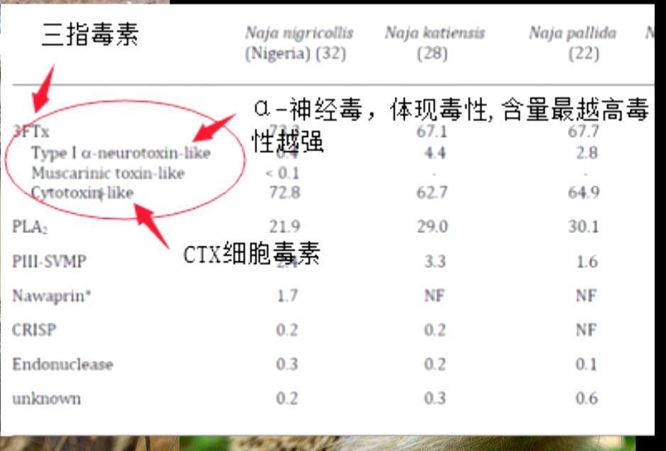 平头哥真正无所畏惧的原因是什么,我们看到平头哥的眼睛会怎么样