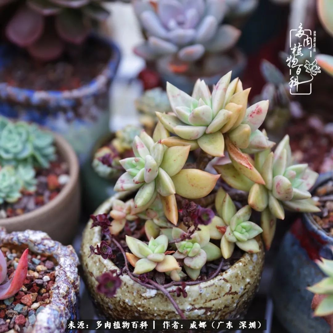 笼子里的多肉,露养的多肉和室内的多肉区别